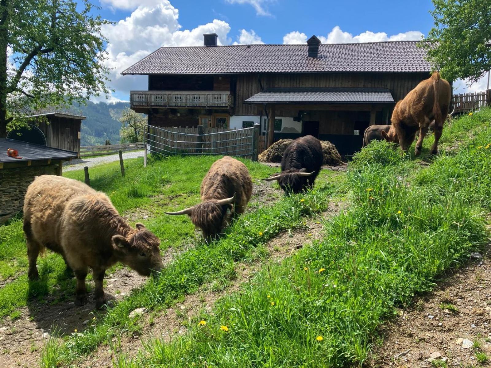 Landhaus Hochkoenig Mühlbach am Hochkönig Buitenkant foto