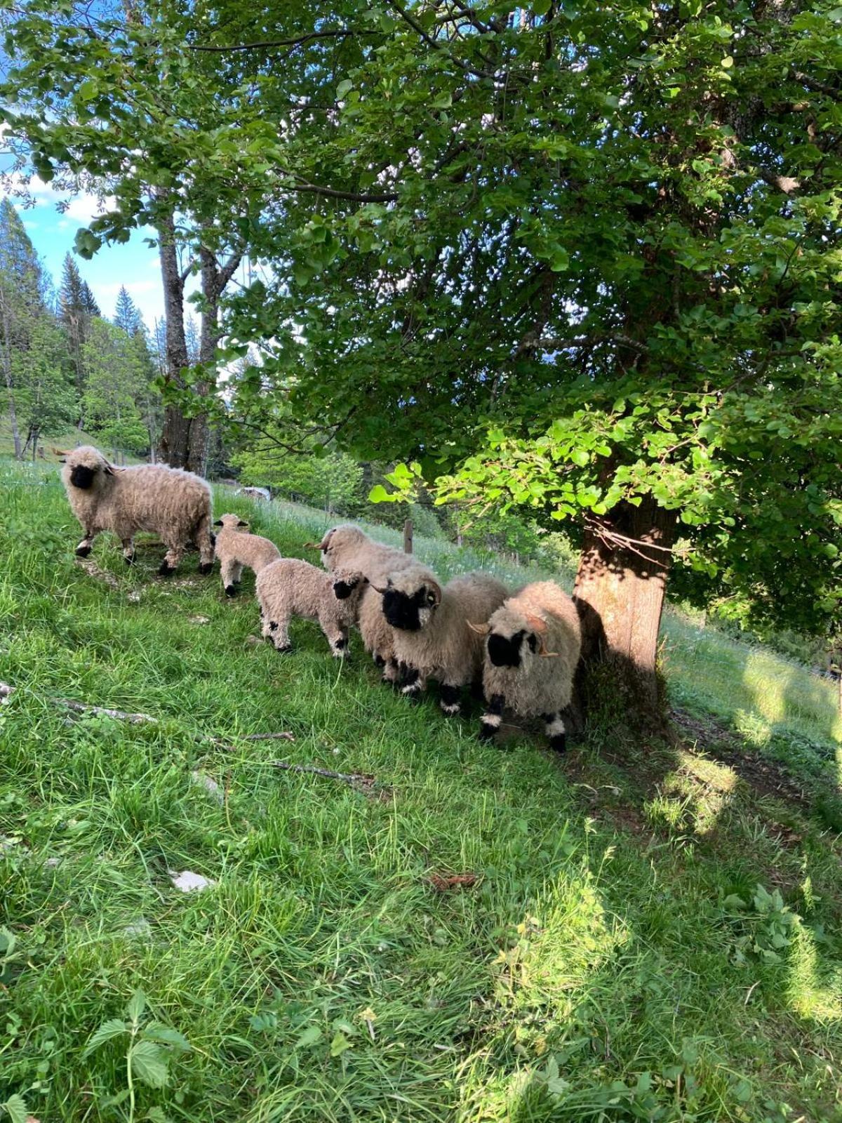 Landhaus Hochkoenig Mühlbach am Hochkönig Buitenkant foto